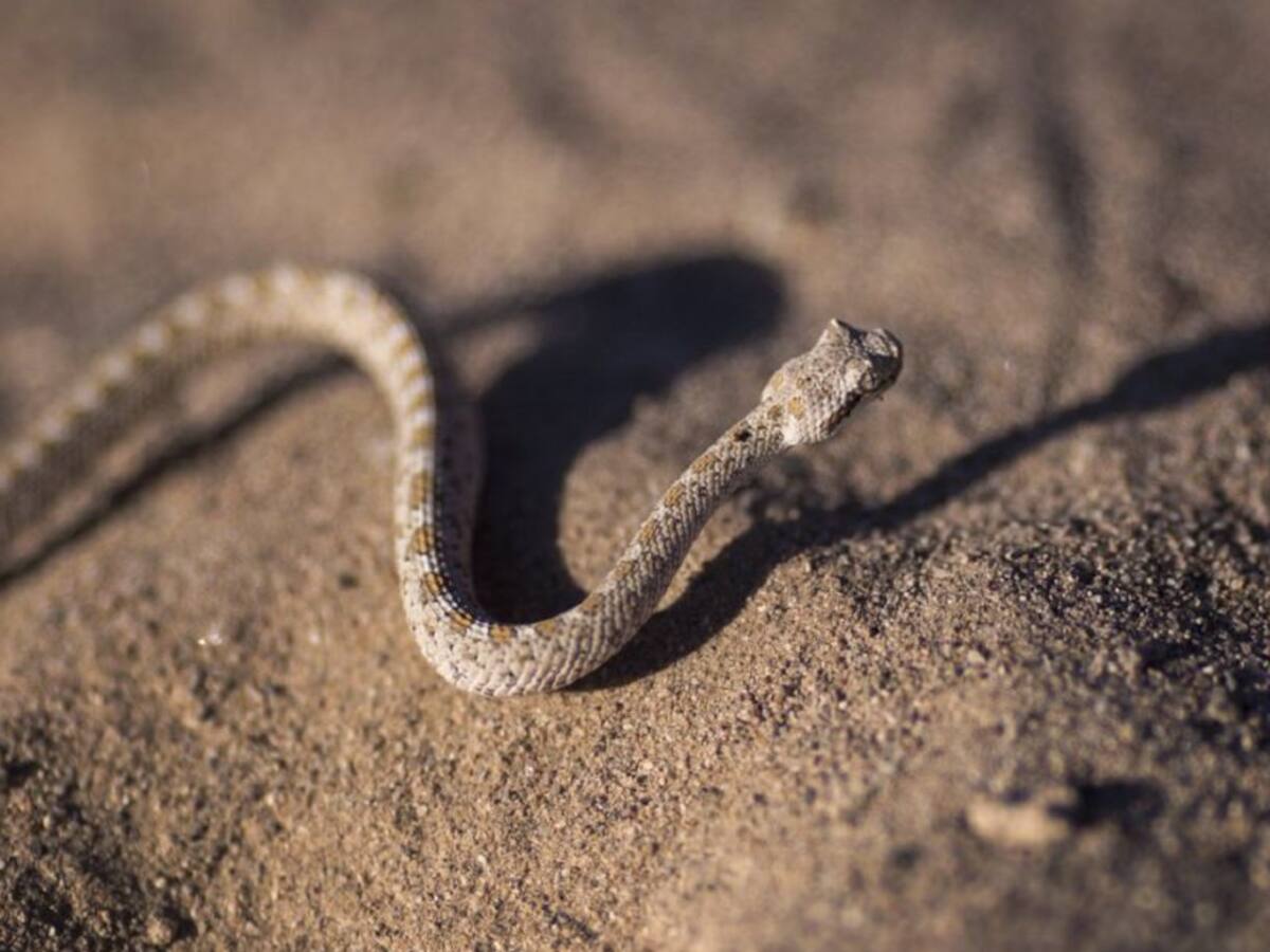 En un inusual caso un hombre fue atacado por una serpiente en Manizales