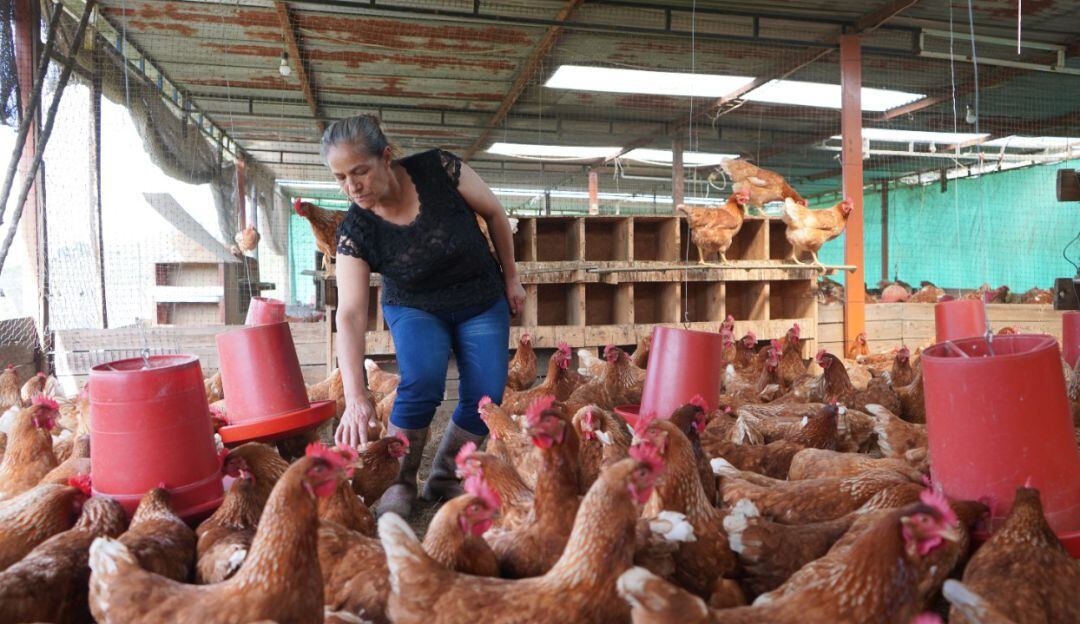 Producción avícola en Tocancipá