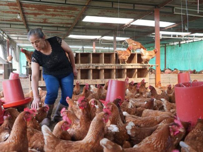 Producción avícola en Tocancipá