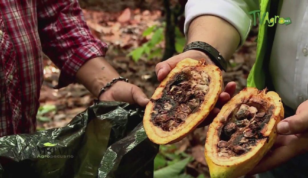 Hay alerta entre los productores de esta región por las afectaciones generadas por el insecto; que pone en riesgo producción cacaotera. 