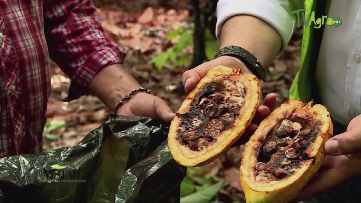 Carmenta Negra el terror de los cacaoteros huilenses