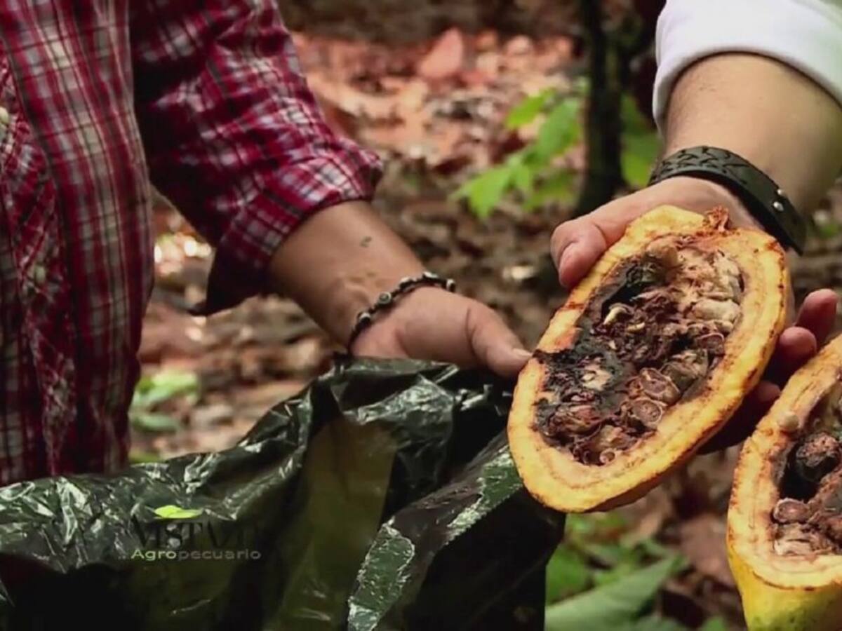Carmenta Negra el terror de los cacaoteros huilenses