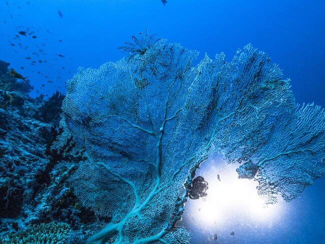 Descubren en corales un compuesto químico con propiedades contra el cáncer