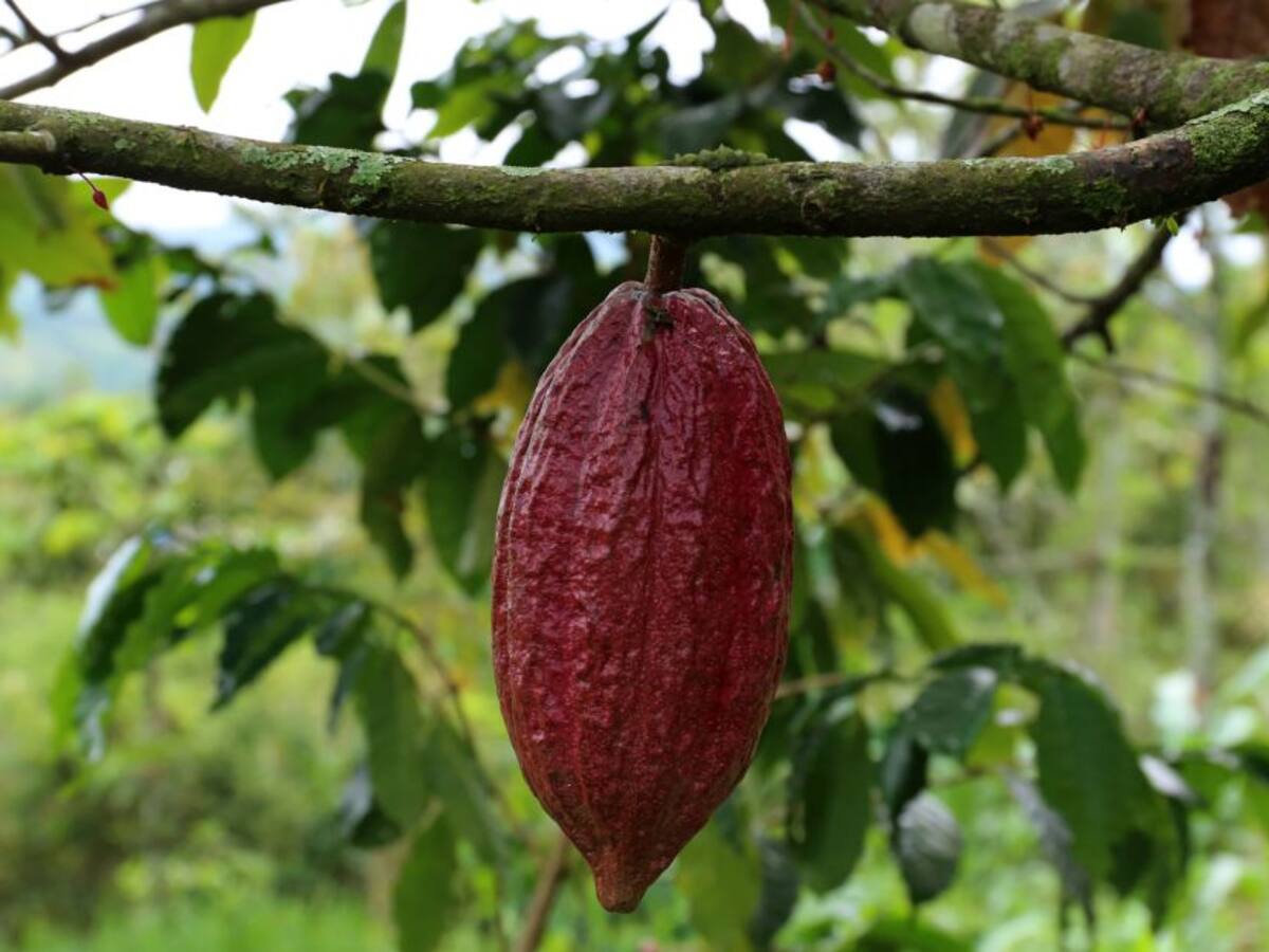 Miraflores reactiva su economía con la producción de Cacaco