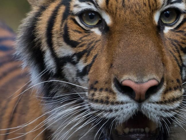 Un tigre de Nueva York tiene el coronavirus, según el zoológico de El Bronx