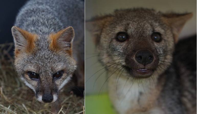 Zorros liberados en Boyacá