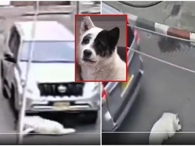 Kira, la perrita atropellada en el Sur de Bogotá