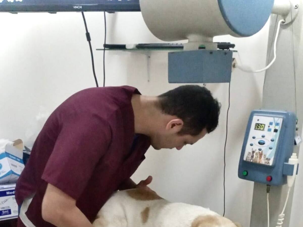 Ejército adoptó al perro que fue herido en ataque de disidencias FARC en Guaviare