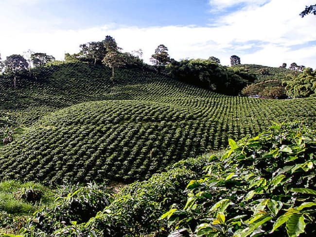 Fertilización orgánica, opción saludable para el cultivo de Café