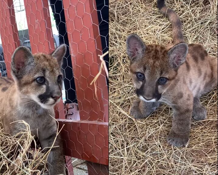 Dos crías de puma rescatados serán cuidados en el Bioparque Ukumarí de Pereira - Bioparque Ukumarí.