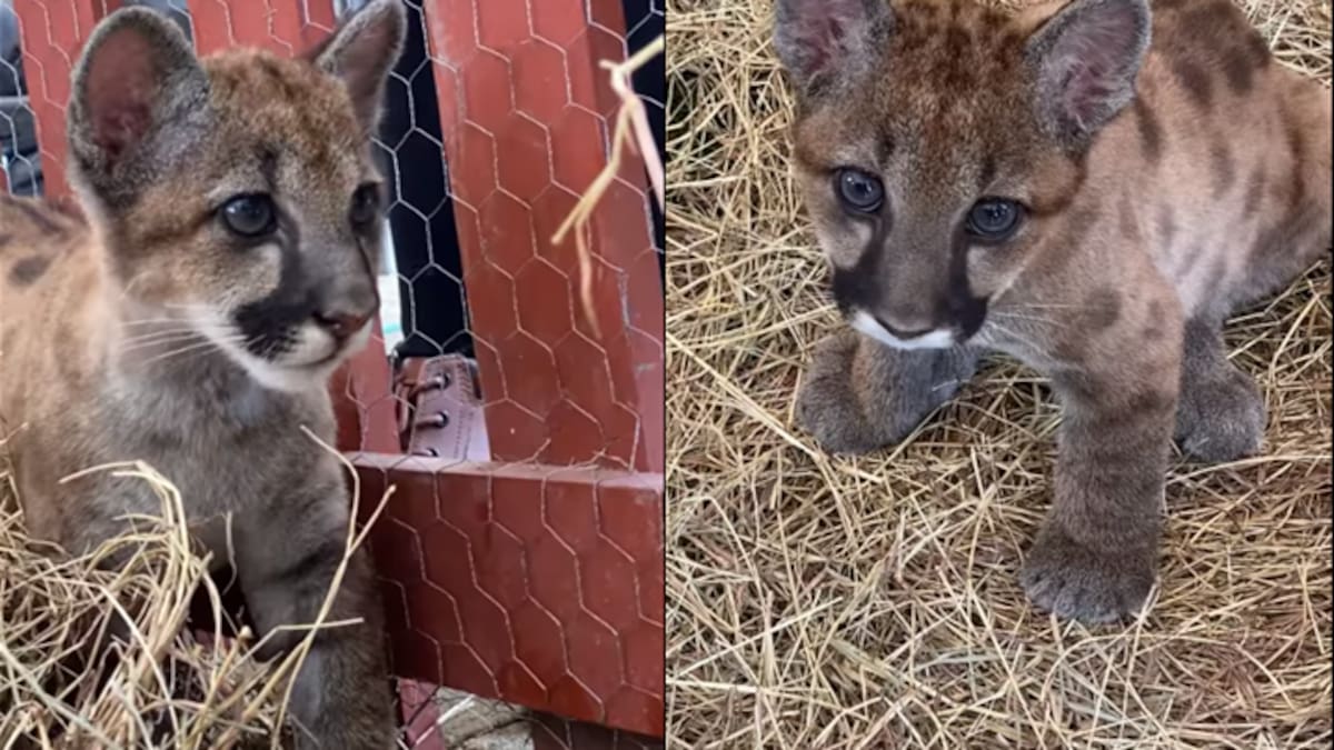 Dos crías de puma rescatadas, fueron adoptadas por el Bioparque Ukumarí de Pereira