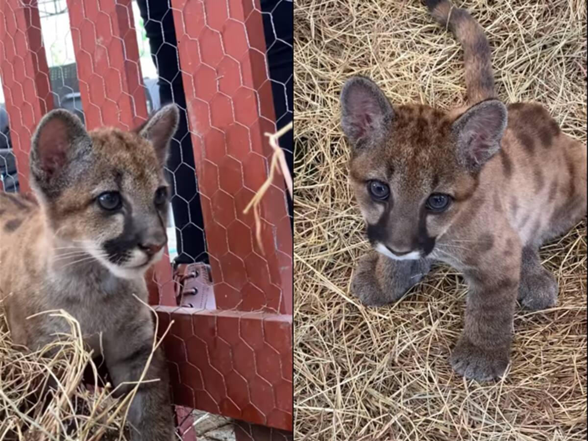 Dos crías de puma rescatadas, fueron adoptadas por el Bioparque Ukumarí de Pereira