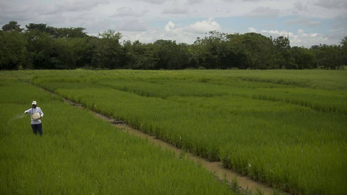 Cómo lograr una agricultura de carbono neutro