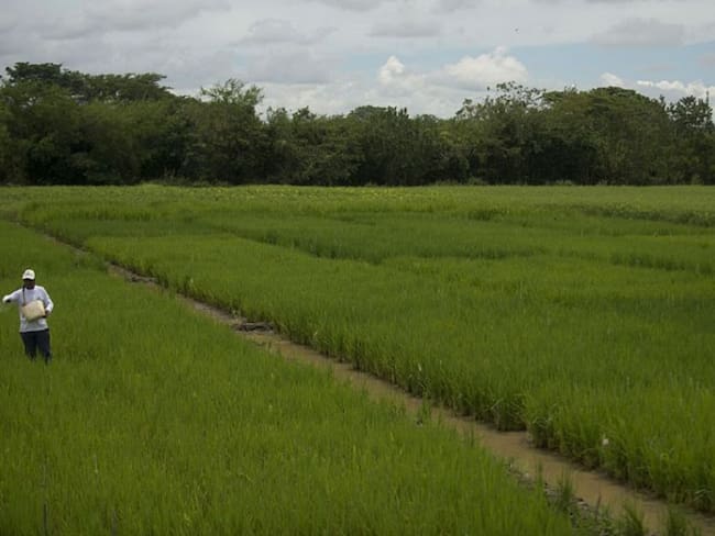 Cultivos de arroz en Colombia