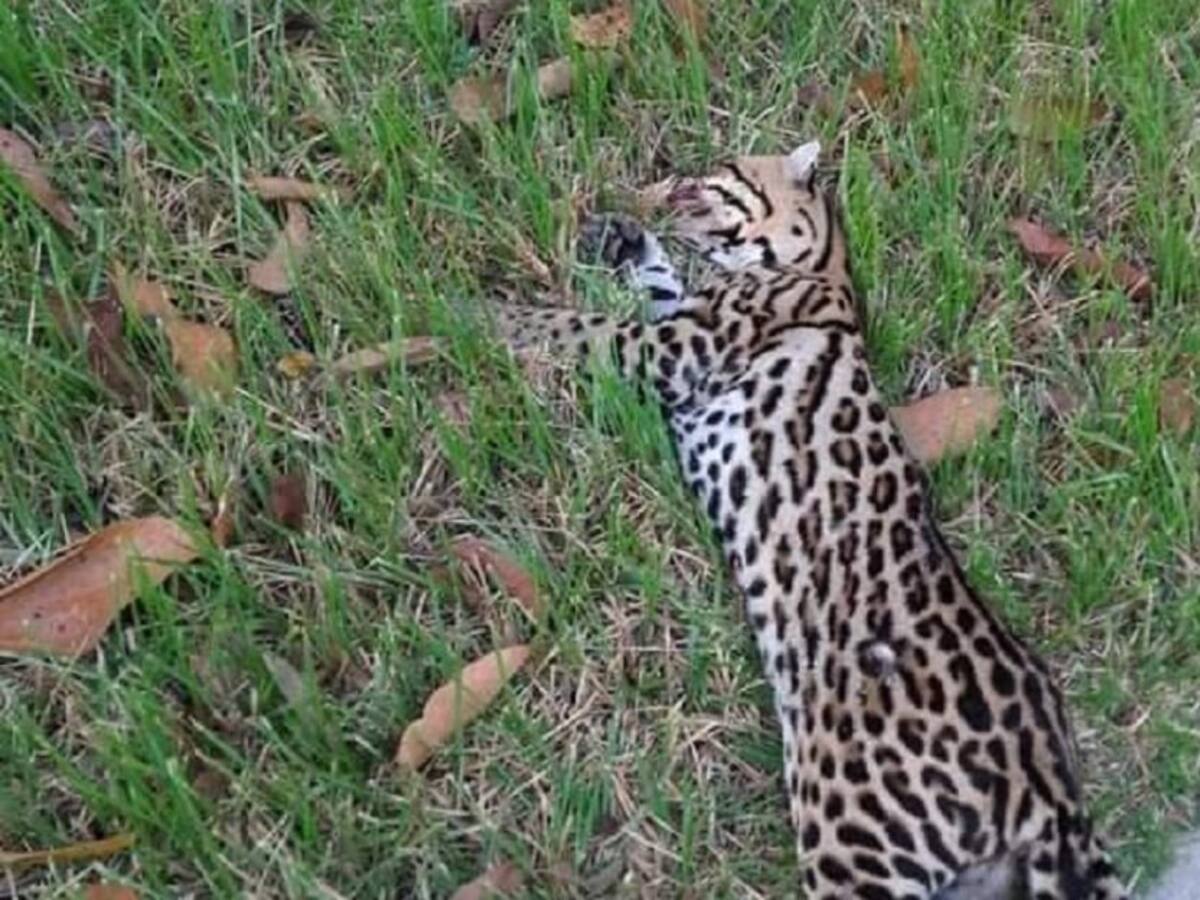 Jaguar murió arrollado en la vía entre Barrancabermeja y Bucaramanga
