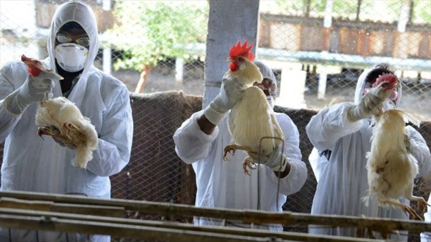 En una granja de Estados Unidos fue detectada la cepa H7N9, que previamente ha resultado en contagios humanos de gripe aviar. Foto: Getty / BBC Mundo.