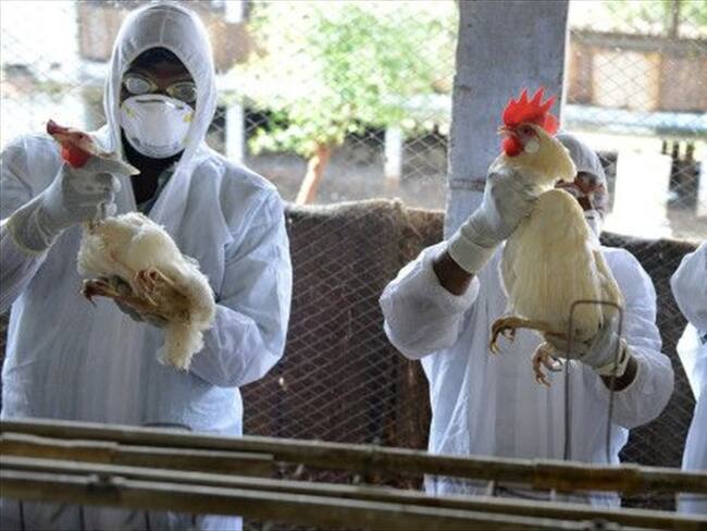 El temor a una pandemia ha llevado a extremar las precauciones ante la gripe aviar. Foto: Getty / BBC Mundo.