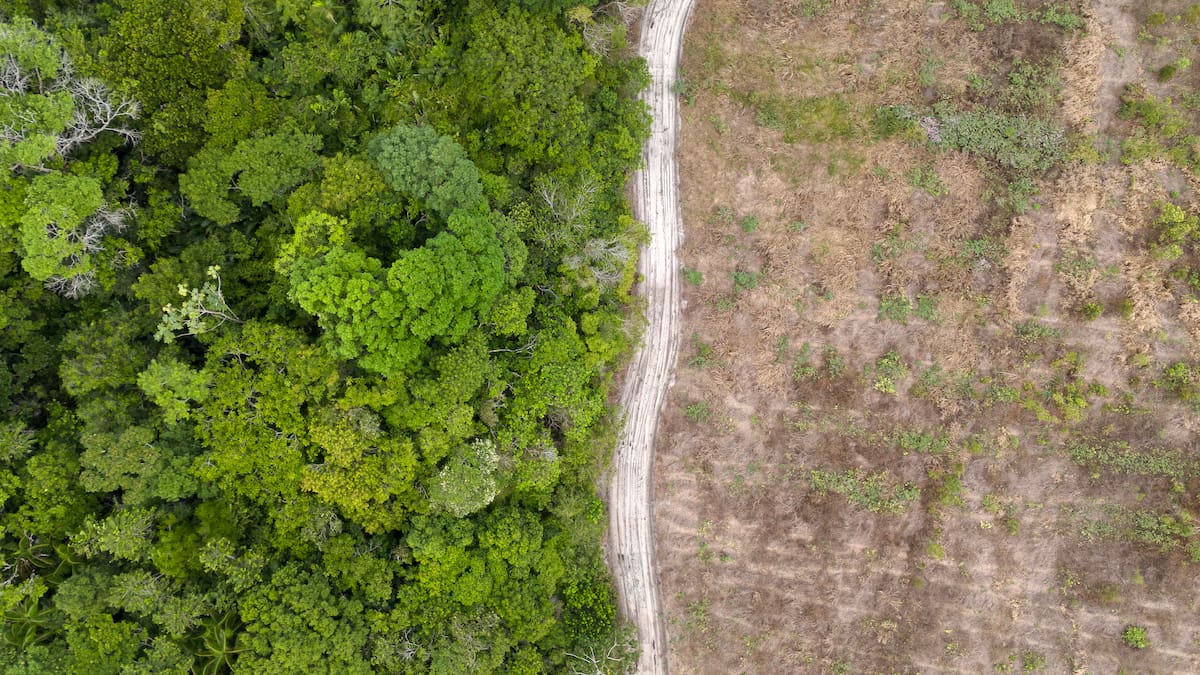 Buena noticia: la deforestación en la Amazonía brasileña cayó un 11% en el último año