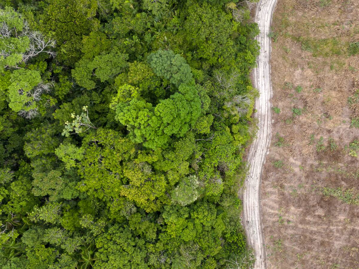 Buena noticia: la deforestación en la Amazonía brasileña cayó un 11% en el último año