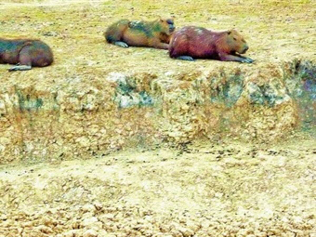 Arauca en alerta máxima por intenso verano desde noviembre