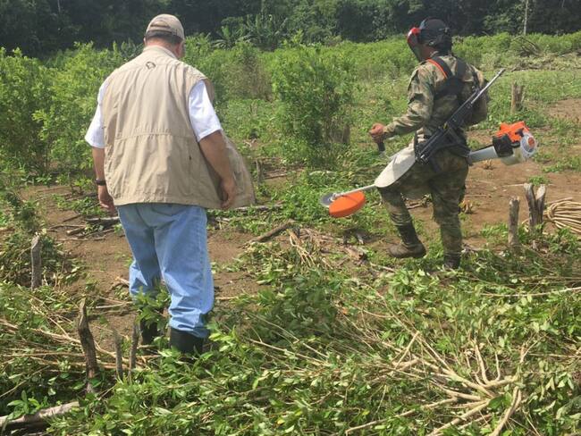 Erradicación de cultivos ilícitos agudiza la violencia en el Catatumbo