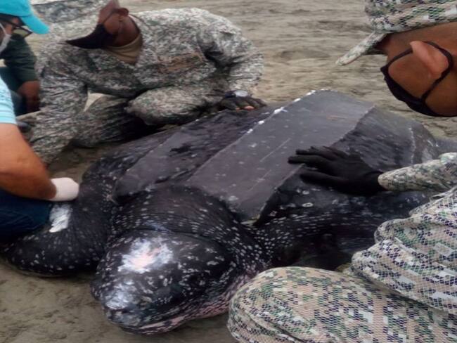 Regresan al mar tortuga laúd varada en playas del municipio de Moñitos