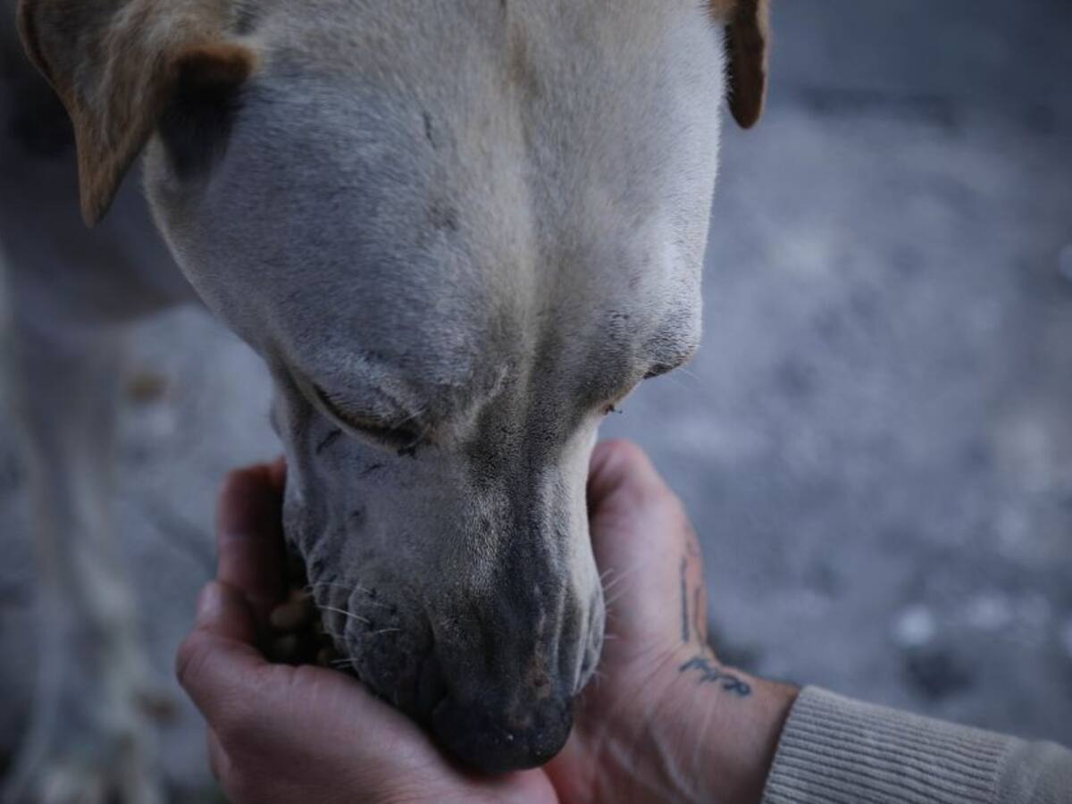 Tres sujetos apuñalaron a un perro de calle en Soacha