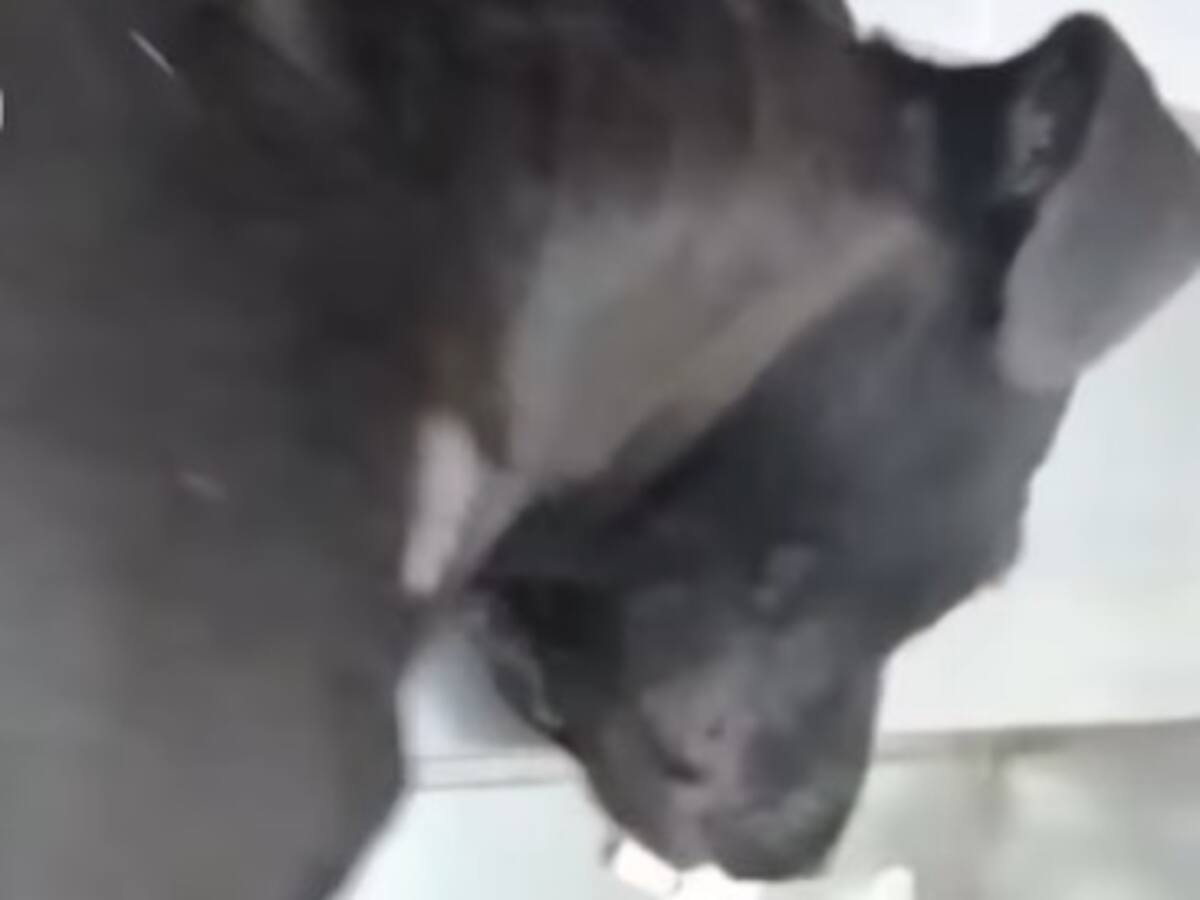 ¡Aberrante! Denuncian brutal agresión a una perra en Neiva