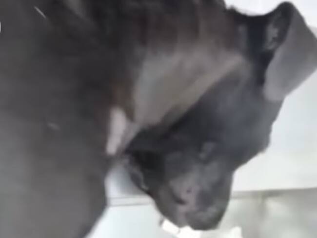 Se espera un pronunciamiento de las autoridades sobre el lamentable caso de maltrato animal.