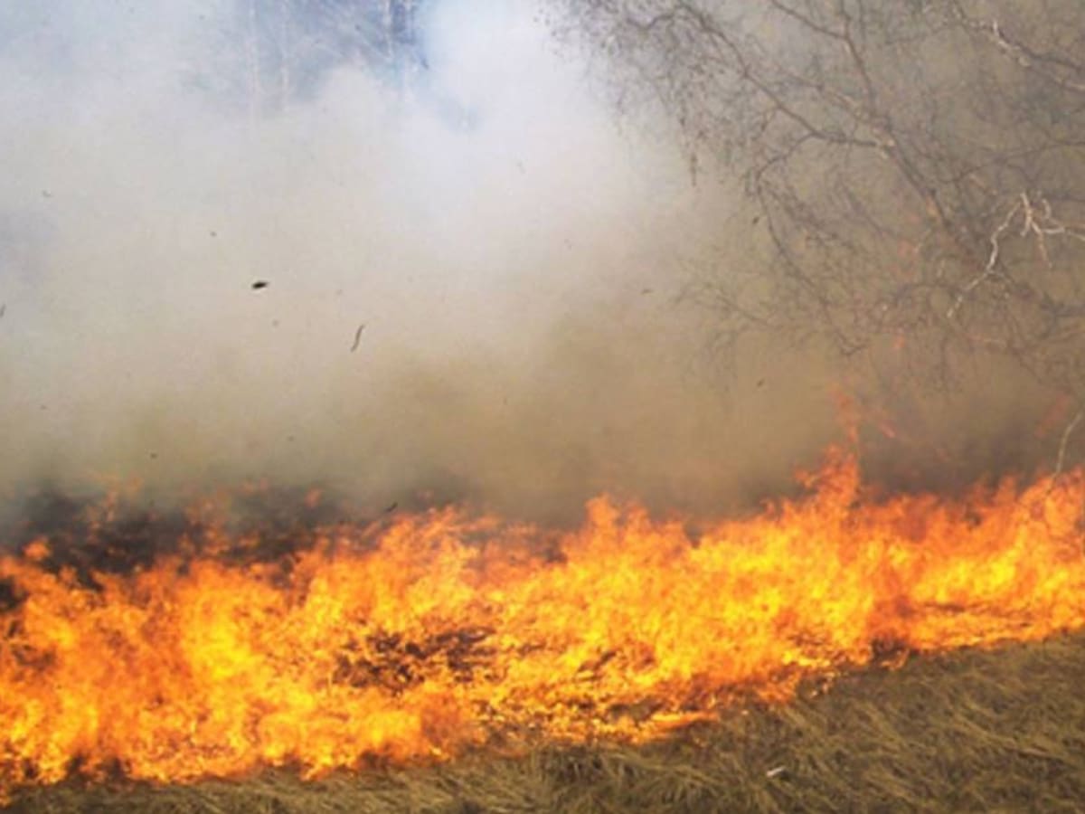 ¿Cuántos incendios forestales se registran en Neiva diariamente?