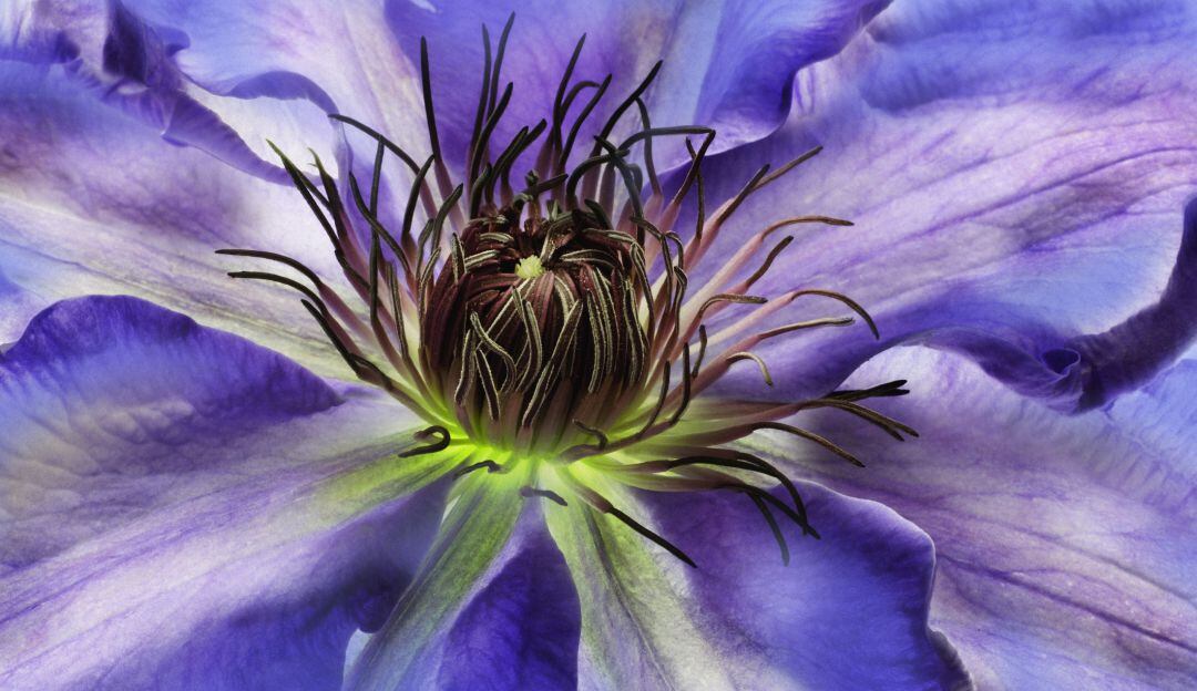 Pasiflora. Imagen de referencia