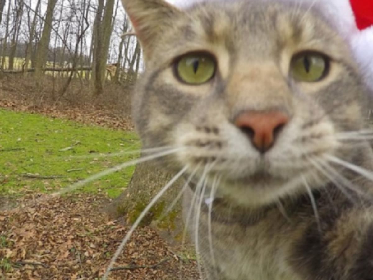 Gato que 'se toma' selfies causa furor en redes sociales