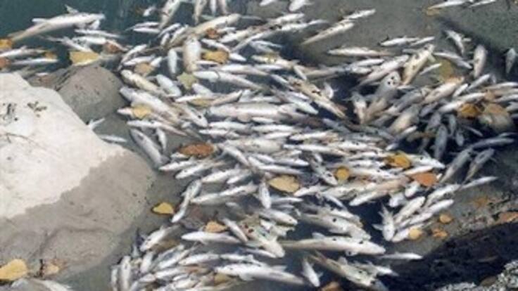 Dragado en Mallorquín una de las causas de la tragedia ecológica, afirman biólogos