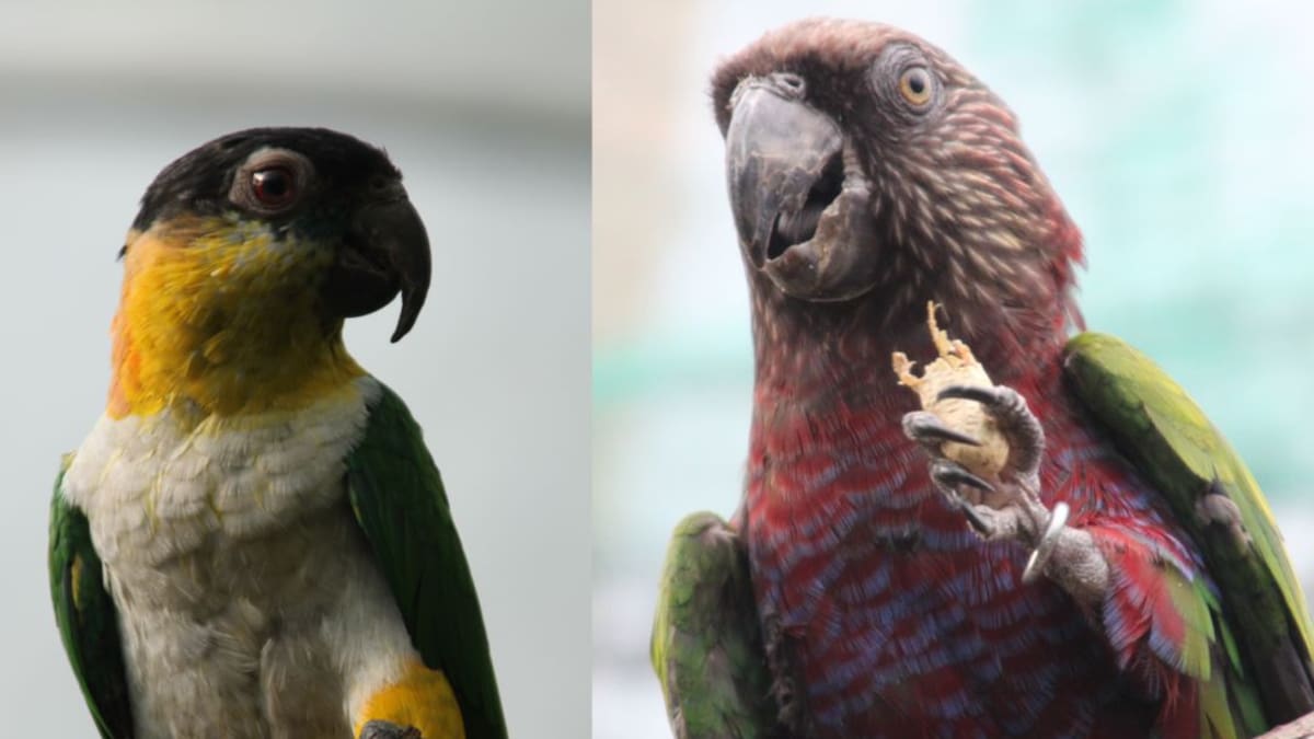 Recursos para alimentar fauna silvestre de zoológicos en Cundinamarca