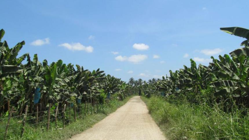 Cortesía, Zona Bananera