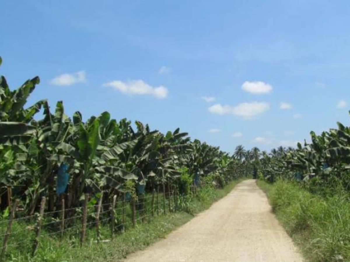 Vías en mal estado en Magdalena: cosecha de banano y corozo en riesgo de perderse