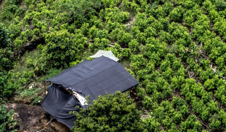 Cultivos de coca.