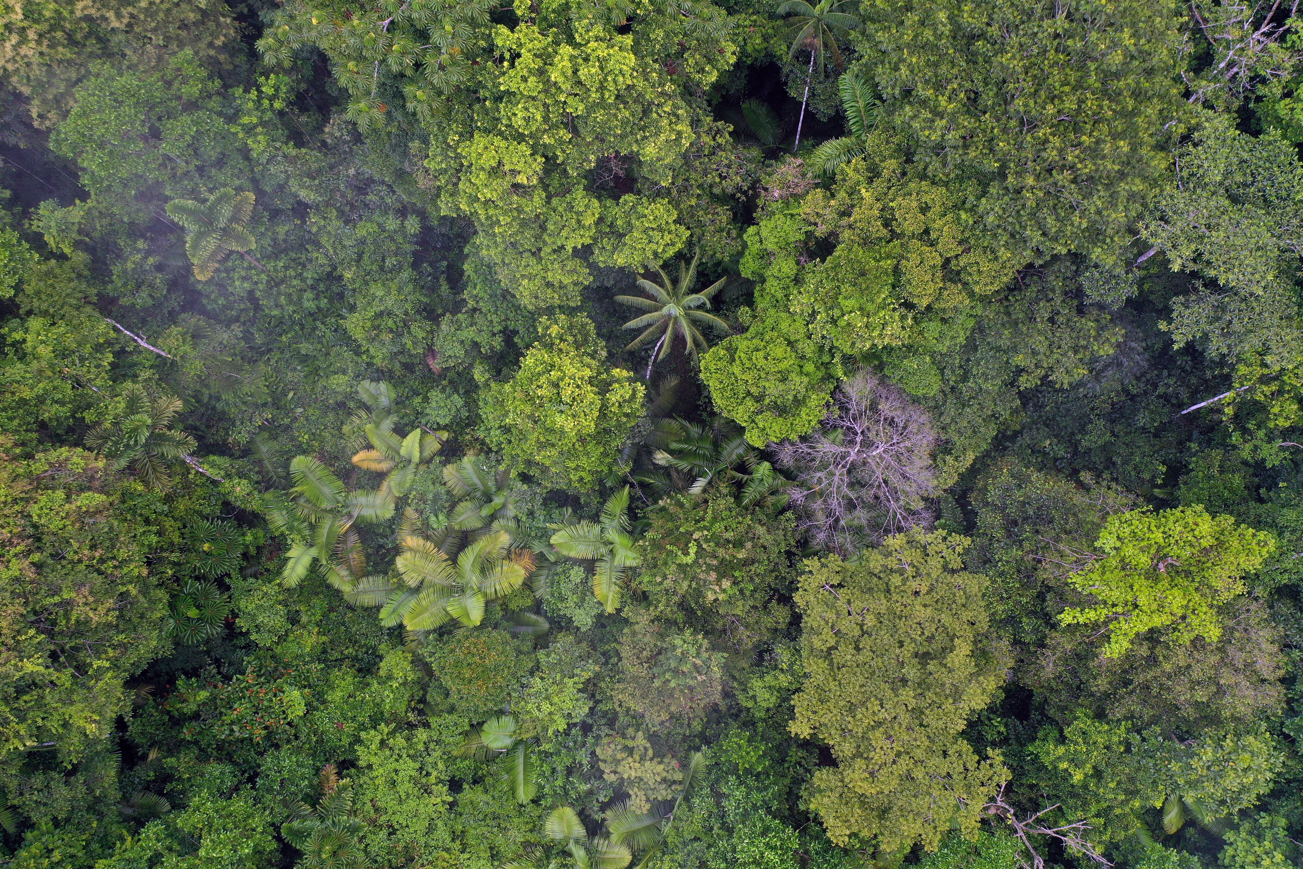 La Amazonia es la selva tropical más grande del mundo. Imagen vía Getty Images