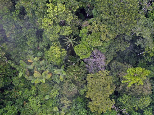 La Amazonia es la selva tropical más grande del mundo. Imagen vía Getty Images