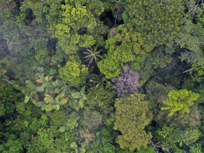 El Camino de la Pantera para bionegocios en la Amazonía colombiana