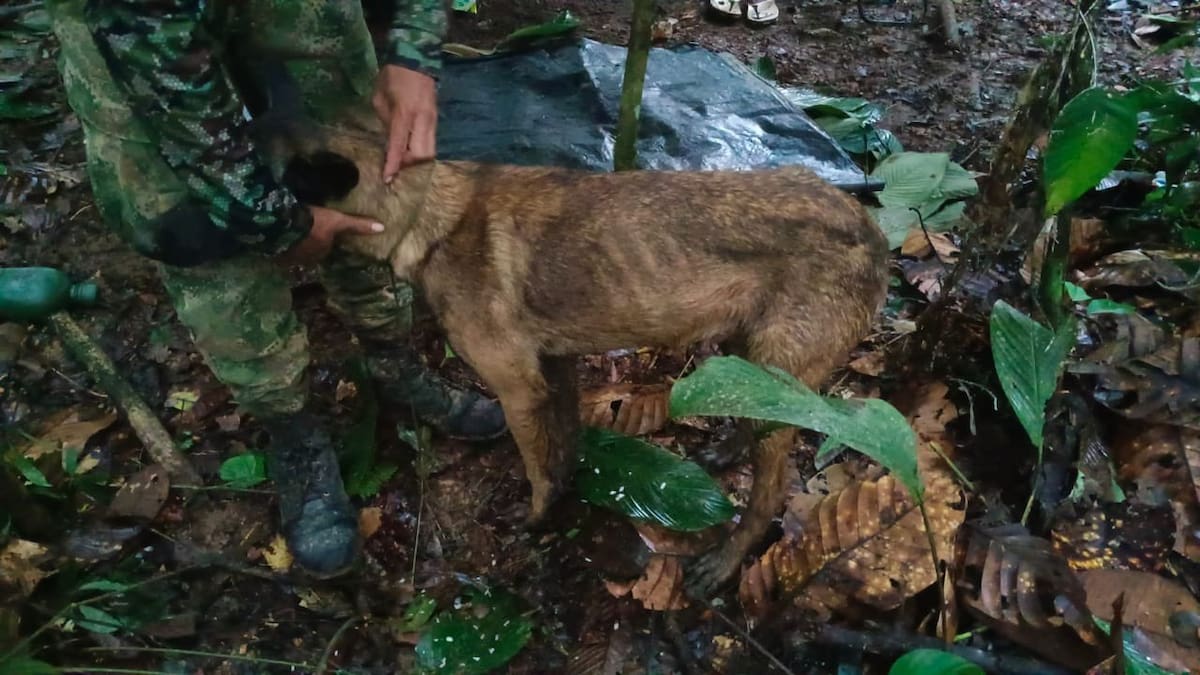 Fuerzas Militares descartan que pastor encontrado en selvas del Caquetá sea Wilson