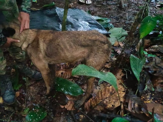 Perro rescatado en las selvas del Caquetá - Twitter