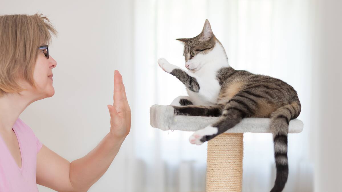 Esta es la forma correcta de saludar a un gato: ¿cómo es la reacción del animal?
