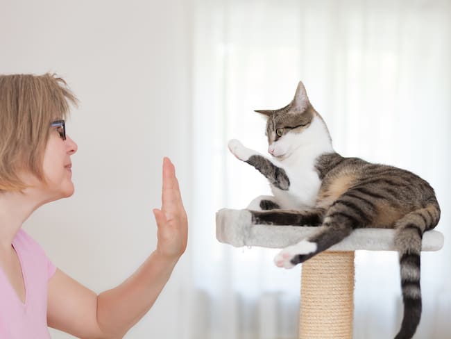Humano saluda a un gato, imagen de referencia // Getty Images
