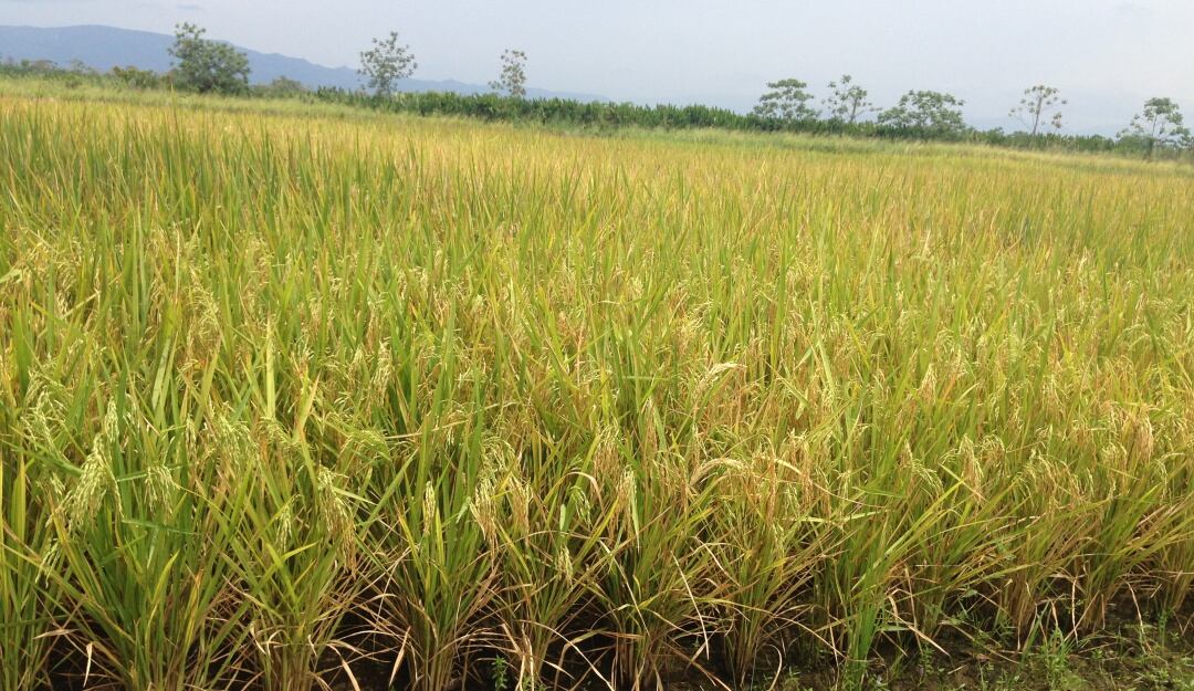 Cultivos de arroz en el Tolima 