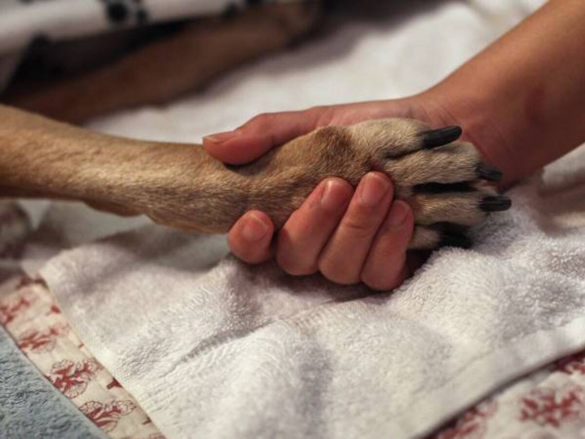 Fallece perro que fue arrastrado por dos policías en Madrid