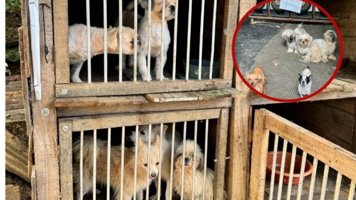 Descubren criadero ilegal de perros en Bucaramanga: el estado era deplorable
