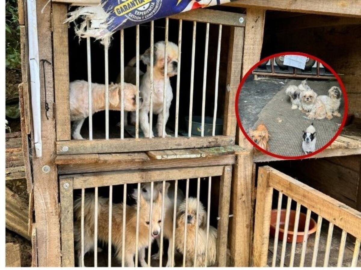 Descubren criadero ilegal de perros en Bucaramanga: el estado era deplorable