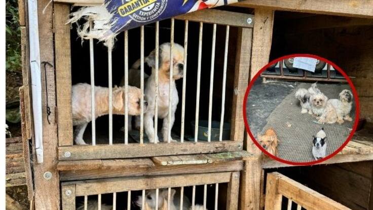 Descubren criadero ilegal de perros en Bucaramanga: el estado era deplorable