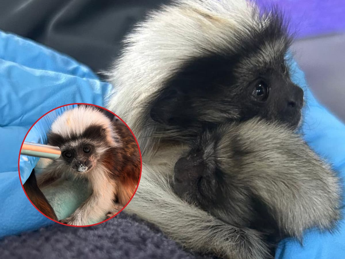 Murió cría de tití cabeciblanco luego de ser víctima de tráfico en un bus intermunicipal de Barbosa